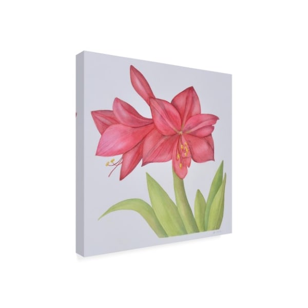 Deborah Kopka 'Amaryllis Pink' Canvas Art,14x14